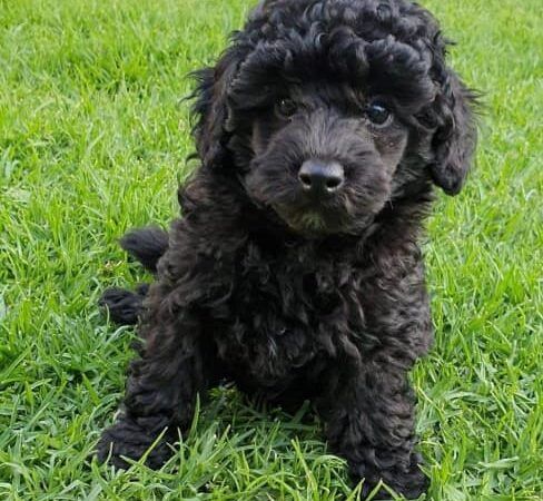 Find Best #1 - Stunning Black Toy Poodle - Registered Pedigree With ...